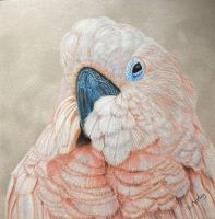 Pretty in Pink EPacket Debbie Cushing