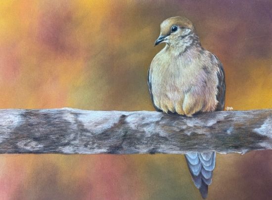 Mourning Dove in the Fall  Lydia Steeeves Oct 23, 2025