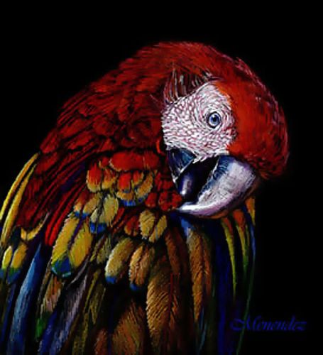 Red Macaw EPacket  Mark Menendez