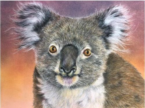 Kimberly Koala  Lydia Steeves Recorded Video