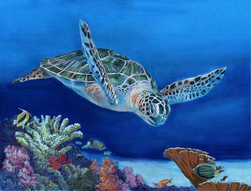 Loggerhead EPacket Mark Menendez